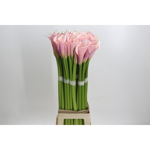 Zantedeschia Eydolls Pink