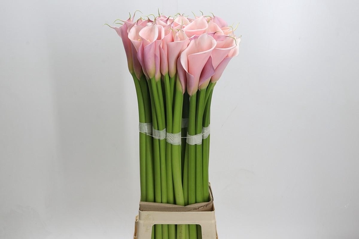 <h4>Zantedeschia Eydolls Pink</h4>