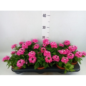 Verbena  'Magelana Magic Rose'