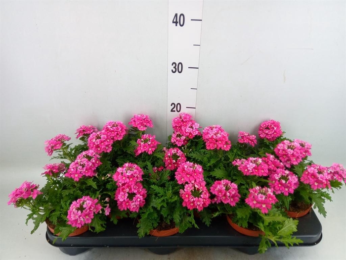 <h4>Verbena  'Magelana Magic Rose'</h4>