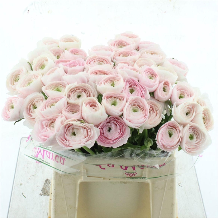 <h4>Ran Su Sr Hanoi Light Pink Extra</h4>