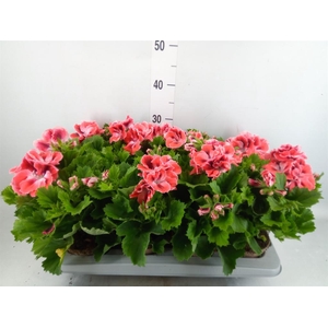 Pelargonium gran. 'Mandarino'