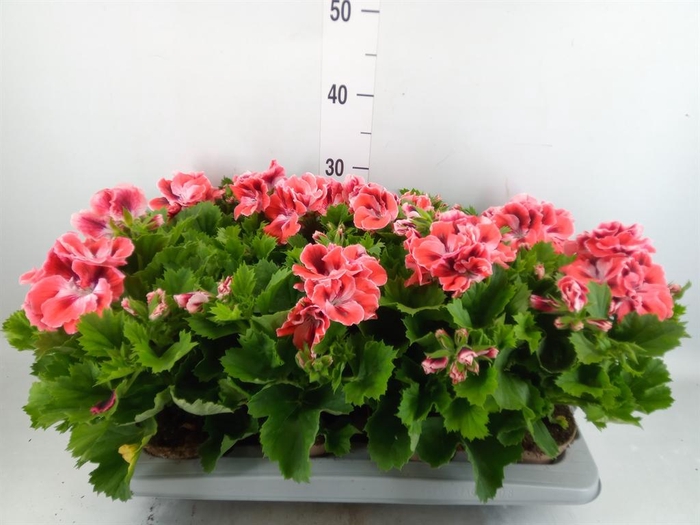 <h4>Pelargonium gran. 'Mandarino'</h4>