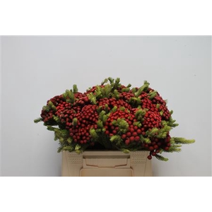 Kaaps Brunia Albiflora M Red