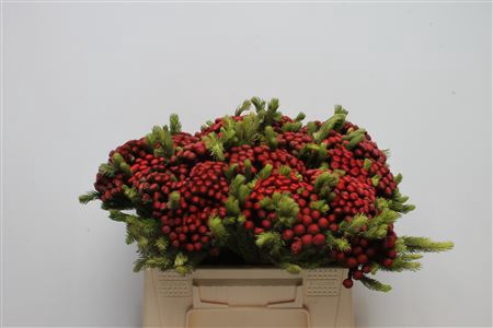 <h4>Kaaps Brunia Albiflora M Red</h4>