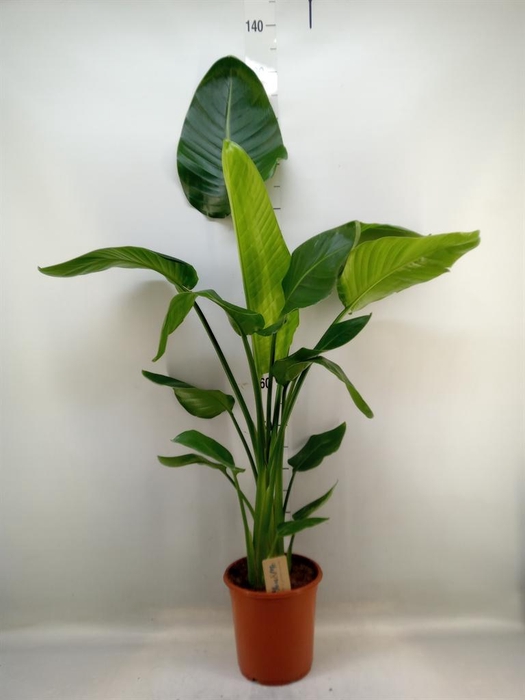 <h4>Strelitzia nicolai</h4>