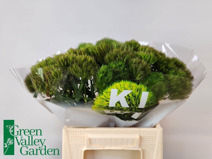 <h4>DI BARB KIWI MELLOW</h4>