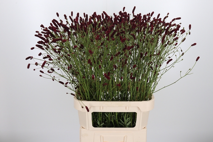 <h4>Sang Cangs Cranberry</h4>