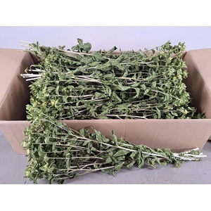 DF Carthamus Green Bs 90g