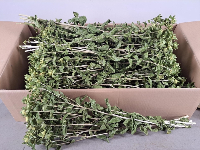 <h4>DF Carthamus Green Bs 90g</h4>