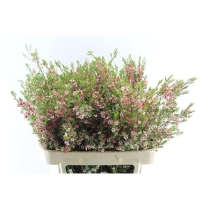 Chamelaucium My Sweet 16