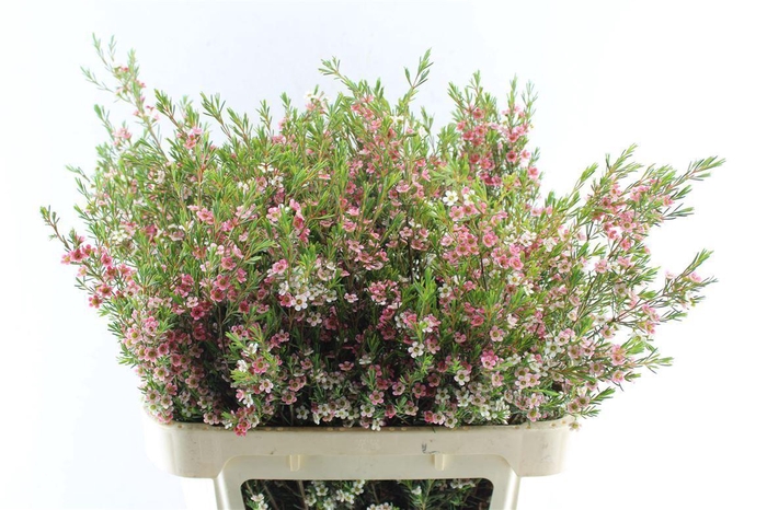 <h4>Chamelaucium My Sweet 16</h4>