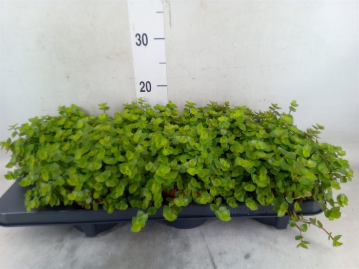 <h4>Callisia repens</h4>