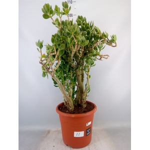 Crassula ovata