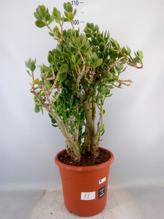 <h4>Crassula ovata</h4>