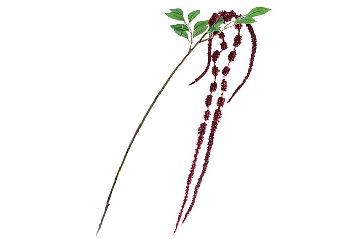 <h4>Amaranthus Spray Burgundy</h4>