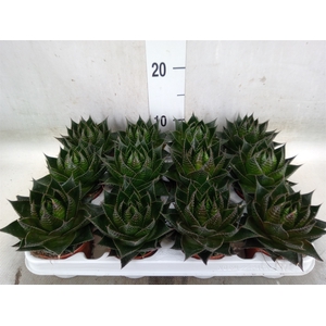 Aloe aristata 'Cosmo'