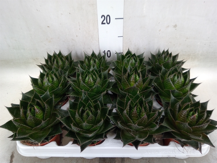 <h4>Aloe aristata 'Cosmo'</h4>
