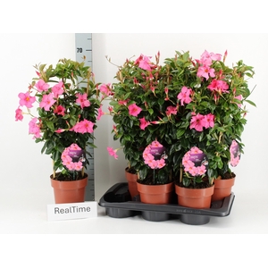 MANDE DI OPA FU FLAM