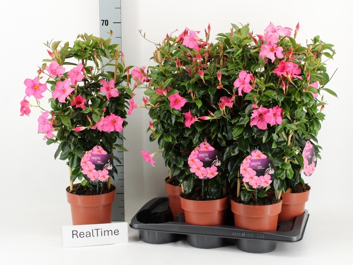 <h4>MANDE DI OPA FU FLAM</h4>