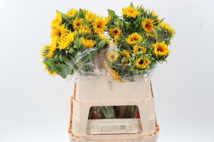 <h4>Heli Teddy Bear</h4>