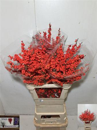 <h4>Ilex Ve Rode Bes</h4>