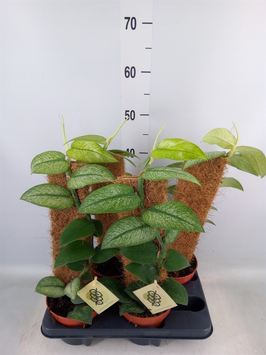 <h4>Planten   ...green L%</h4>