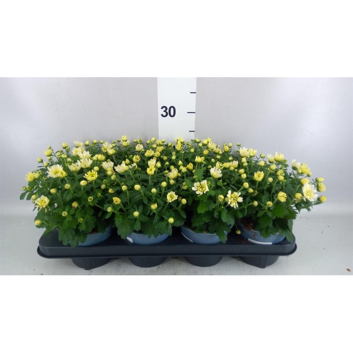 <h4>Chrysanthemum   ..</h4>