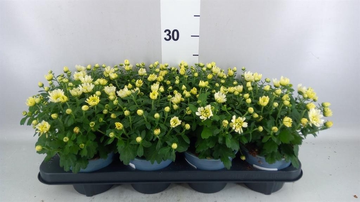 Chrysanthemum   ..