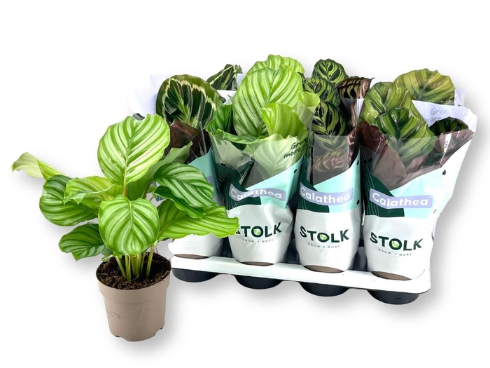CALAT GEM 4 SRT