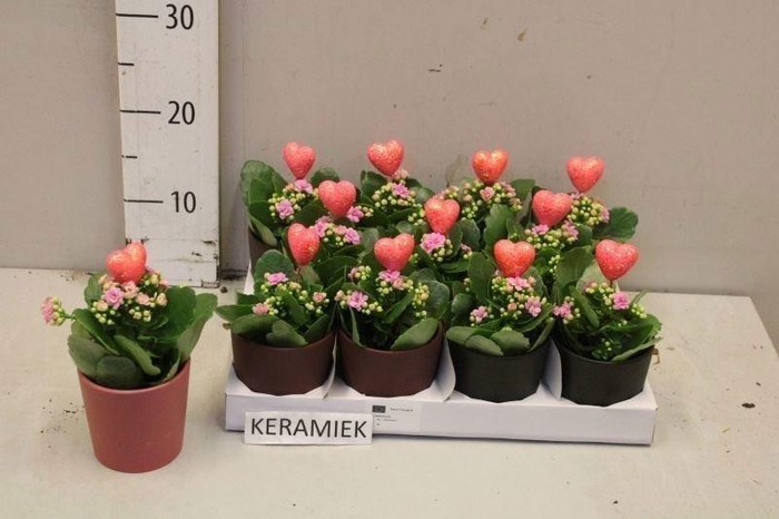 <h4>ARR KALANCHOE</h4>