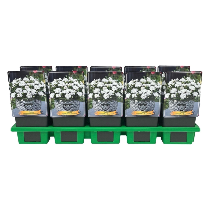 <h4>Dianthus Code White</h4>