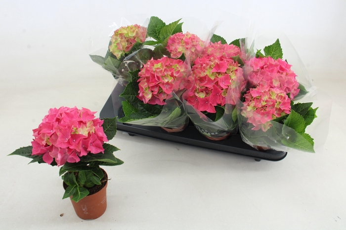 <h4>HYDR M EARLY ROSA</h4>