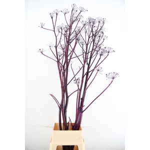 DF Ferule Metallic Bordeaux Seeds