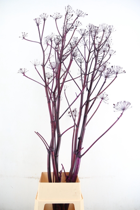 <h4>DF Ferule Metallic Bordeaux Seeds</h4>