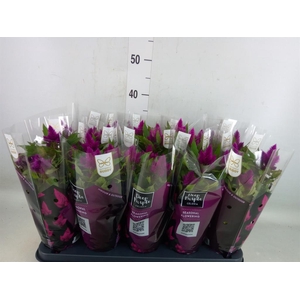 Celosia spic. 'Deep Purple'