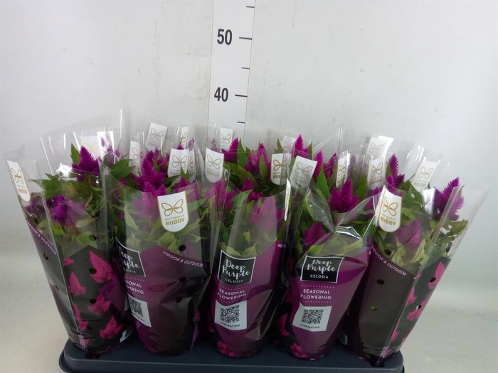 <h4>Celosia spic. 'Deep Purple'</h4>