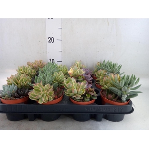 Succulents   ...