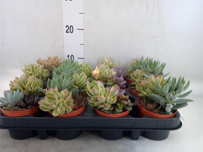 <h4>Succulents   ...</h4>