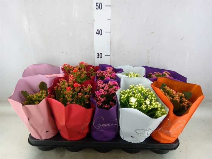 <h4>Kalanchoe blos.   ..rosebud rs fl 5</h4>