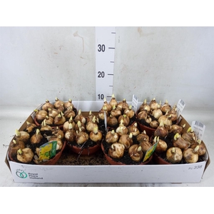 Narcissus  'Tete a tete'