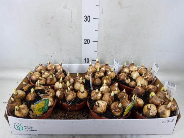 <h4>Narcissus 'Tete a tete'</h4>