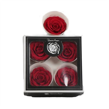 <h4>Rosa Preserved Bella Red 02</h4>