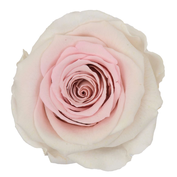 <h4>Z PRESERVED ROSA XL BIC 23</h4>