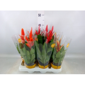 Vriesea   ...mix