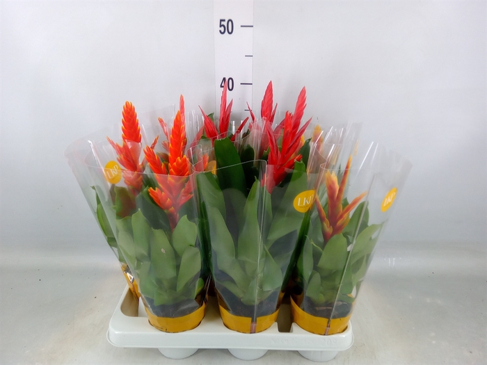 <h4>Vriesea   ...mix</h4>