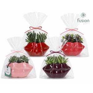 Keramiek Lippen planter met Succulenten