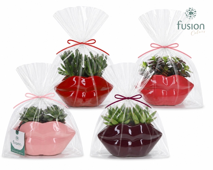 <h4>Keramiek Lippen planter met Succulenten</h4>