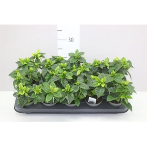 Gardenia Jasminoides 2+