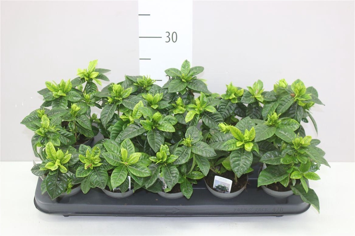 <h4>Gardenia Jasminoides 2+</h4>